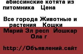 абиссинские котята из питомника › Цена ­ 15 000 - Все города Животные и растения » Кошки   . Марий Эл респ.,Йошкар-Ола г.